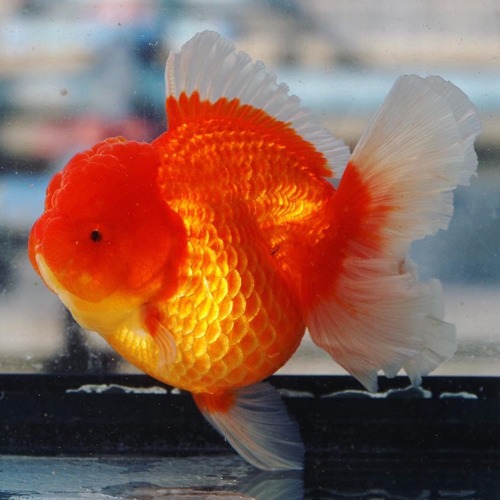 LILI GOLDFISH / RED&amp;WHITE ROSE TAIL ORANDA / Size : 12cm 급 / 암컷추정  / [ T_LILI_0404_2 ]