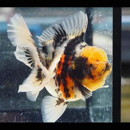 검은 코의 화이트 타이거 / PJLEE SELECT  INTENSE COLOR  WHITE TIGER  ROSE TAIL ORANDA / 사이즈 : 13cm 급 / 암컷추정 / (T044)