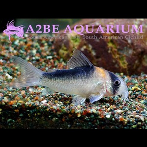 [묶음 할인] 코리도라스 듀플리카레우스 / Corydoras duplicareus (BREED) / 1+1 총 2마리