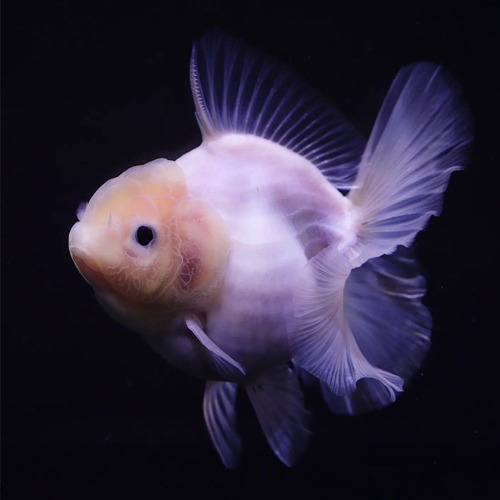 BP MENG ROSETAIL ORANDA / 맹 로즈테일 오란다 / [ BP_0728_7 ] / 사이즈 : 13cm 전후 / 성별 : 암컷추정