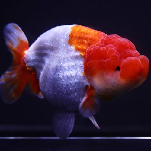 Chokchai Ranchu Goldfish / 촉차이 난주 / [ 0714_11 ] / 사이즈 : 13cm 전후 / 성별 : 수컷추정