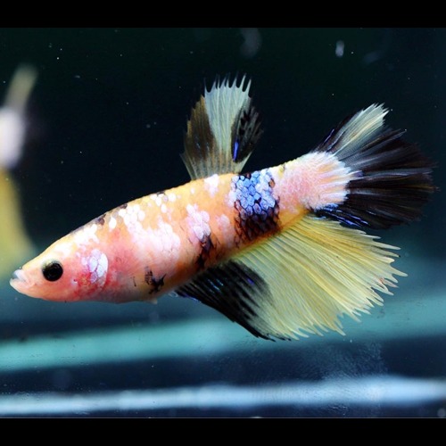 HM KOI female / 하프문 코이 암컷   Size : 4cm 전후  Code : [ 0713_h012 ]