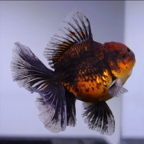 BP MENG ROSETAIL ORANDA / 맹 로즈테일 오란다 / [ BP_0716_4 ] / 사이즈 : 13cm 전후 / 성별 : 수컷추정