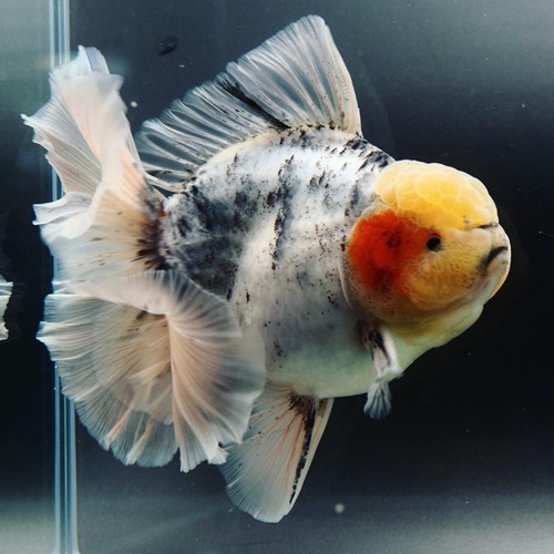 BP Meng / WHITE &amp; BLACK SPOT  rose tail oranda / 화이트 &amp; 블랙 스팟 로즈테일 오란다 / Size : 16-17cm 급 / 세미 점보 / 수컷추정 / BP_MENG_0911_11