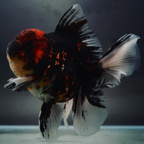 브리더 프림 &amp; 맹 콜라보 로즈테일 오란다 / Flim &amp; BP Meng collaboration Rose tail oranda / Size : 11-12cm / 암컷추정 / FM_0815_1