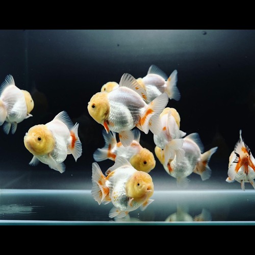 [묶음 할인] 미니 몬스터바디 화이트 로즈테일 오란다 / LILI GOLDFISH / size : 8-9cm / LILI_0911_RANDOM / 3마리