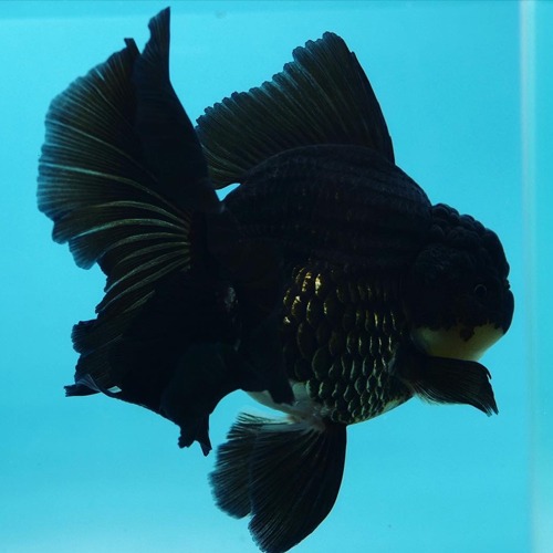 BLACK APACHE ORCHID TAIL / 블랙 아파치 오키드테일 / PANUT GOLDFISH / Size : 14cm급 / 암컷추정 / SP_0817_3