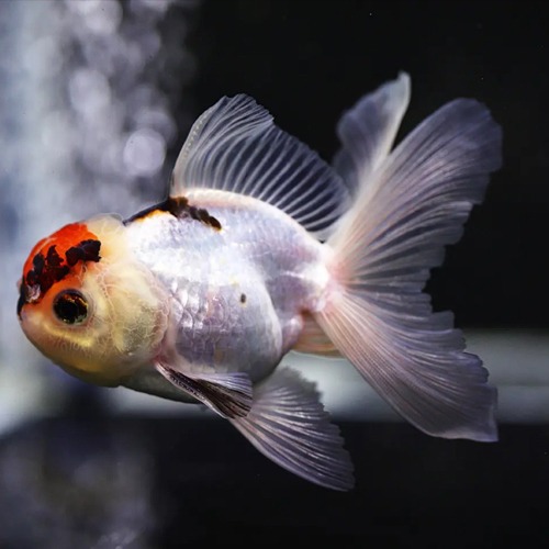 TRI COLOR ORANDA / 트리칼라 오란다 / [ O0808_2 ] / 사이즈 : 10cm 전후 / 성별 : 암컷추정