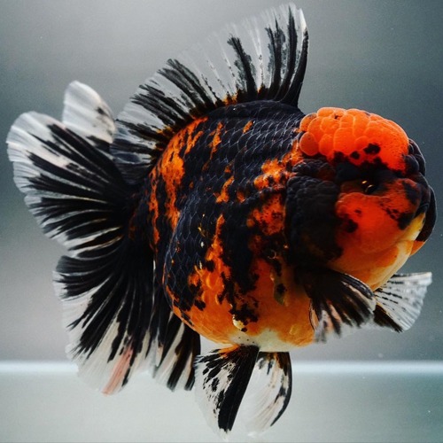 -PREMIUM-   MENG COMPETITION GRADE / DARK TIGER  ROSE TAIL ORANDA / 다크 타이거 로즈테일 오란다 / Size: 13cm 급 / 수컷추정 / MENG_S_0922_5