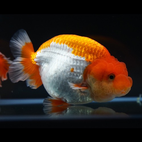 버팔로 하이브리드 난주 / Buffalo Hybrid Ranchu / 수컷추정 / 사이즈 : 10-11cm급 / BP_MENG_0915_7