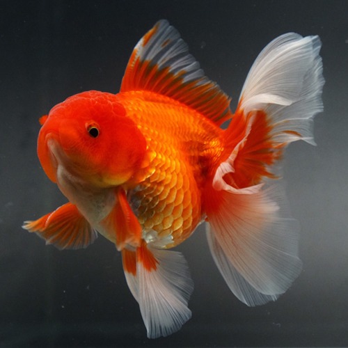 VOLCANO ORANDA / 볼케이노 오란다 / size : 12cm 급 / VC_1011_3 / 수컷추정