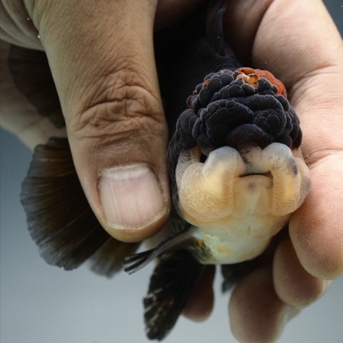 CUTIE PANDA 🐼 / NORMAL TAIL ORANDA / 짱구얼굴, 큐티 판다 오란다 / size : 10cm 급 / 수컷추정 / CP_1011_5