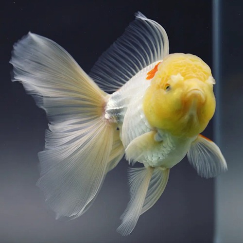 TANAPAT Roundbody Oranda / 타나팟 라운드 바디 오란다 /  [ 1014_2 ] / 사이즈 : 17cm 전후 / 성별 : 암컷추정