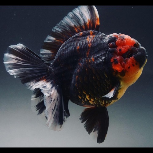 NEW DARKNESS TIGER ROSE TAIL ORANDA / 2022 뉴 다크니스 타이거 로즈테일 오란다 / size : 13 cm 급 / 암컷추정 / BP_M_1002_7