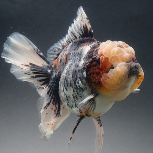 NEW TIGER ROSE TAIL ORANDA / 2022 뉴 타이거 로즈테일 오란다 / size : 13 cm 급 / 암컷추정 / BP_M_1002_8