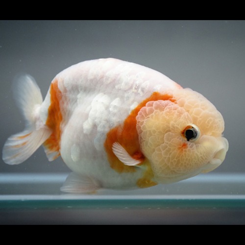 WHITE GLASS SAKURA RANCHU / 미스터 콘 | 화이트 글라스 사쿠라 난주 / Size : 11-12cm / 암컷추정 / KON_0926_2