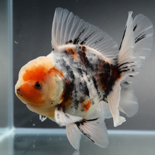 NEW TIGER ROSE TAIL ORANDA / 2022 뉴 타이거 로즈테일 오란다 / size : 13 cm 급 / 수컷추정 / BP_M_1002_10