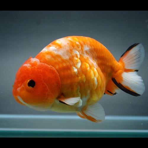 ORANGE 🍊 SAKURA RANCHU / 미스터 콘 | 오렌지 사쿠라 난주    Size : 11-12cm  암컷추정   KON_0926_1