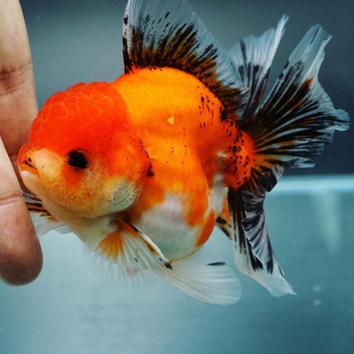 FLIM &amp; MENG COLLABORATION / ROSE TAIL ORANDA / 프림 &amp; 맹 X 로즈 / size : 11cm / 암컷추정 / FM_1002_1