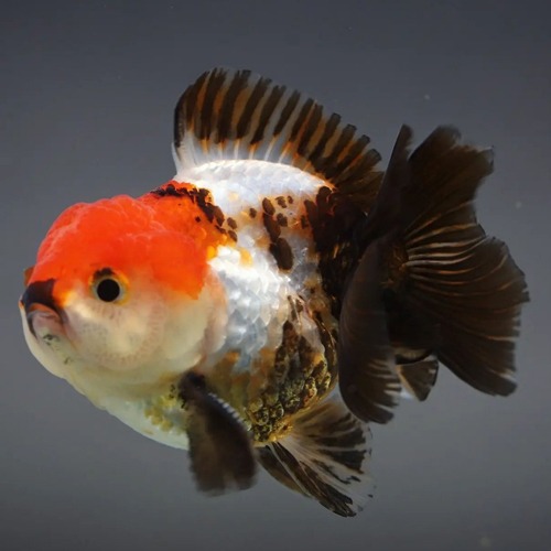 브리더 프림 / TRI COLOR SHORT TAIL ORANDA  / [ 1119_3 ] / 사이즈 : 9cm 전후 / 성별 : 수컷추정