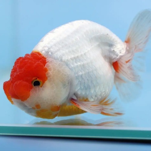 ✨️MR WU RED &amp; WHITE RANCHU GOLDFISH / [ 1218_3 ] / 사이즈 : 11cm전후 / 성별 : 수컷추정