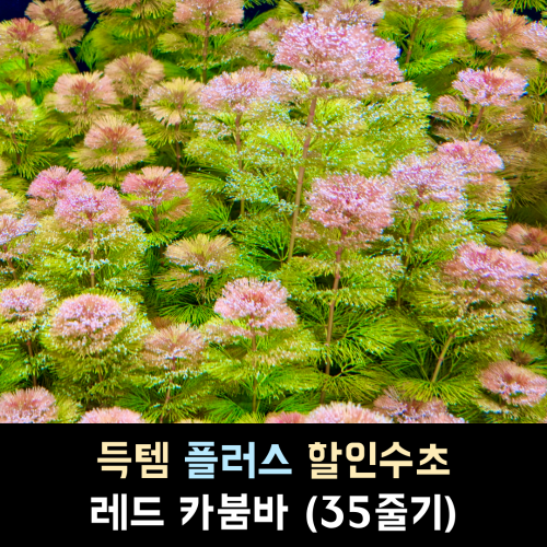 레드 카붐바 / 35줄기 1세트