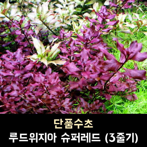 루드위지아 슈퍼레드 / 3줄기 1세트 / (10,000원이상부터 주문가능, 다른득템수초 교차하여 주문시 총금액 환산)