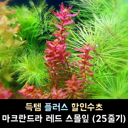 마크란드라 레드 스몰맆 / 25줄기 1세트