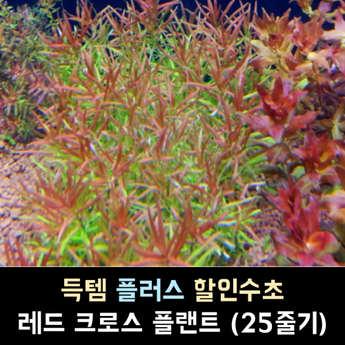 레드 크로스 플랜트 / 25줄기 1세트