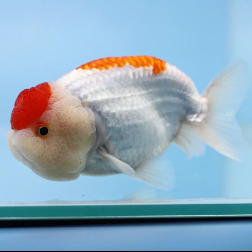 ✨️MR WU RED &amp; WHITE RANCHU GOLDFISH / [ 1218_2 ] / 사이즈 : 11cm전후 / 성별 : 수컷추정