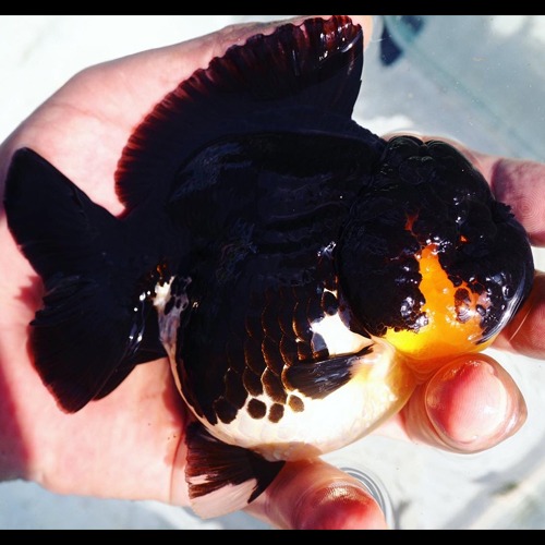 Daddy&#039;s black &amp; white Oranda / 블랙&amp;화이트 오란다