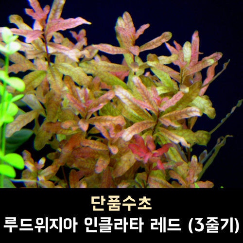 루드위지아 인클라타 레드 / 3줄기 1세트 / (10,000원이상부터 주문가능, 다른득템수초 교차하여 주문시 총금액 환산)