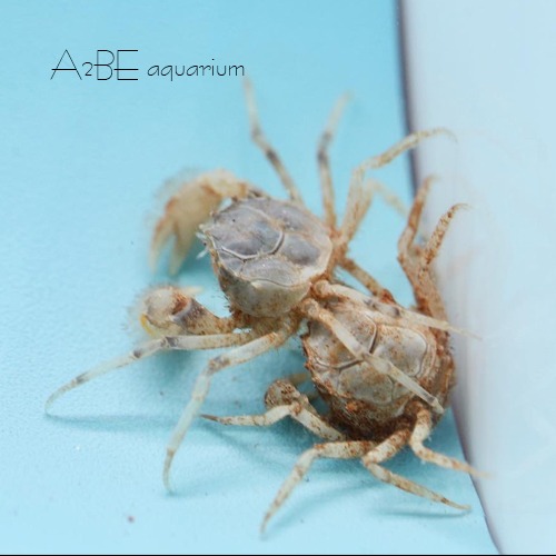 마이크로 화이트크랩 / micro white crab / 1마리 / 등갑 2cm 전후