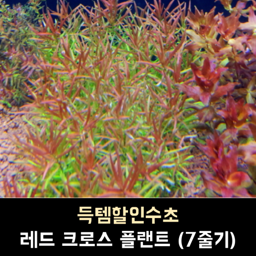 레드 크로스 플랜트 / 7줄기 1세트