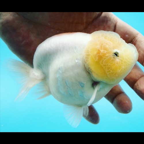 (가정의달 50% 할인) 만두얼굴 화이트 사쿠라 난주 / Dumpling face white sakura ranchu / Size : 12cm 급 / 암컷추정