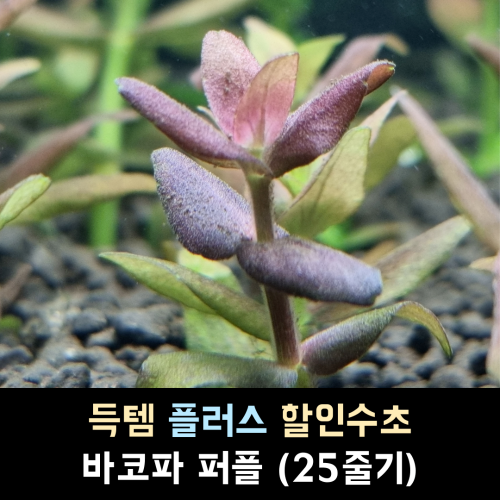 바코파 퍼플 / 25줄기 1세트