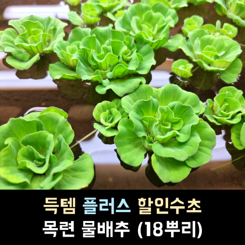 목련물배추 / 18뿌리 1세트