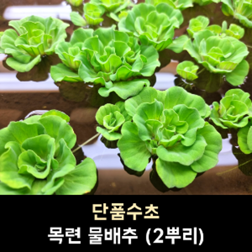 목련물배추 / 2뿌리 / (10,000원이상부터 주문가능, 다른득템수초 교차하여 주문시 총금액 환산)