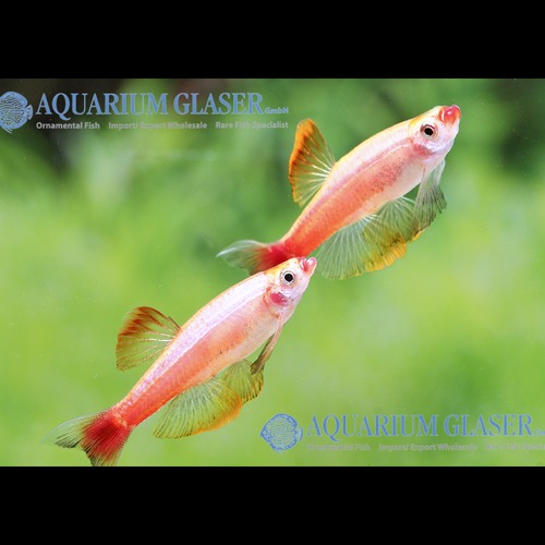 골든 백운산 / golden white cloud mountain minnow / 5마리