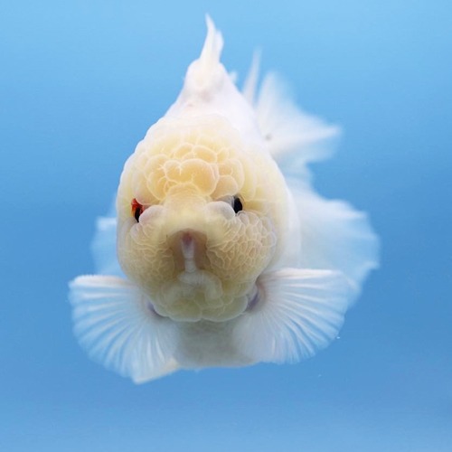 BP MENG WHITE SHORTTAIL ORANDA / 맹 화이트 단미 오란다  / 수컷추정  / 12cm 전후  / 0421_h01