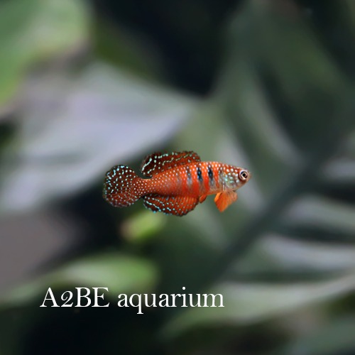 킬리피쉬 픽츄라투스 / picturatus killifish / 암수 1쌍 / 3cm 전후