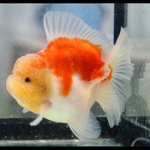 Best selection 👑👑👑👑👑  BP MENG DOLL FACE / Shogun collaboration  Rose tail oranda ( long tail ) / 인형 얼굴  파스텔 사쿠라 / size : 13-15 cm 내외 /  암컷추정