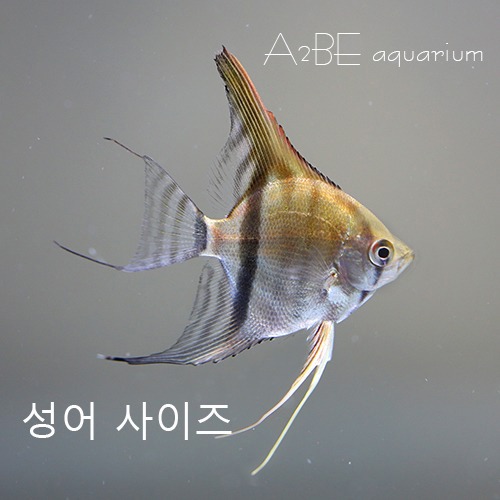 마나카푸르 레드백 엔젤 / 성어급  / 1마리/ 10cm 전후