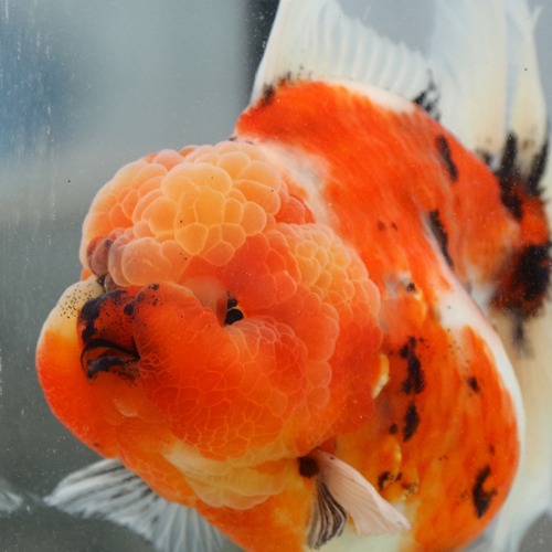 Competition grade 👑👑👑👑👑  BP MENG DOLL FACE  Shogun collaboration  Rose tail oranda ( long tail )  / 최상급 맹X쇼군 콜라보 로즈테일 오란다  / size : 15-16 cm  / 암수매장문의