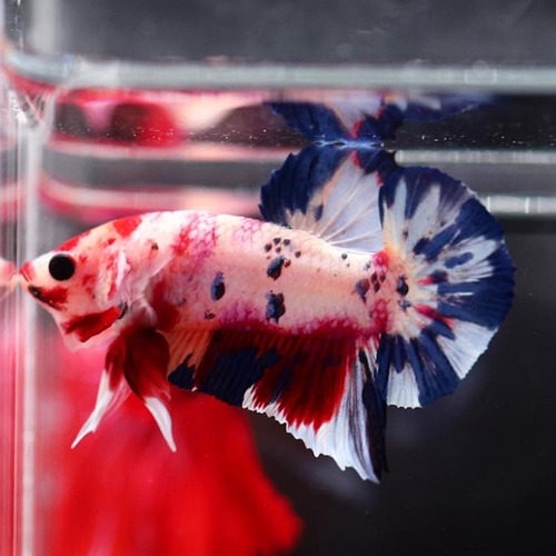 HMPK white koi  / Color : white / red  / blue / Size : 4cm 전후 / Code : [ HMPK 0509_h03]