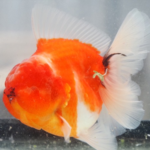 RED HEAD SAKURA ROSE TAIL ORANDA   레드헤드 사쿠라 로즈테일 오란다