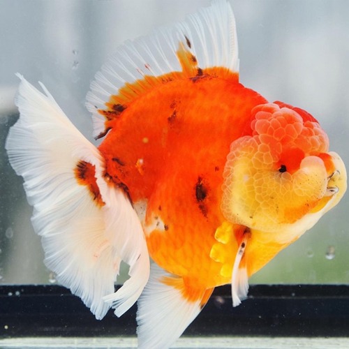 BP MENG DOLL FACE  Shogun collaboration  Rose tail oranda ( long tail ) / size : 15-16 cm