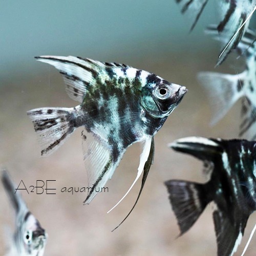 마블 아바타 엔젤 / Pterophyllum scalare &quot;avatar marble&quot; / 4~5cm 전후 / 1마리