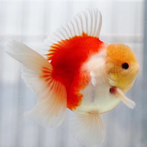 BP Meng  Shogun Balance rose tail oranda  / Size : 14-15 cm 내외  / 수컷추정