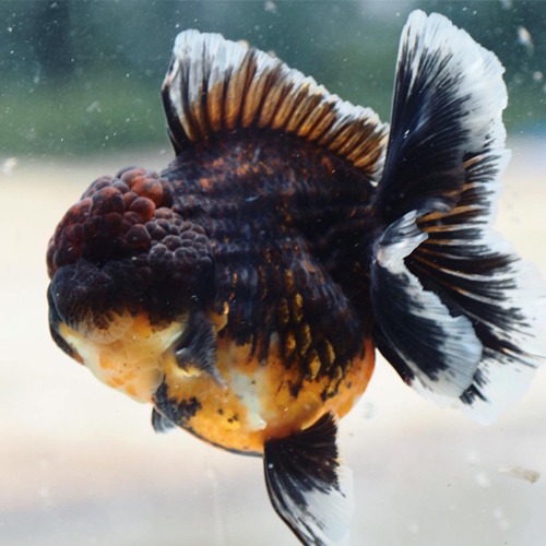 Premium Limited Edition  SUPER ROSE TAIL ORANDA   슈퍼 로즈테일 오란다 와인 &amp; 다크 브라운 / Size : 15-18cm 내외